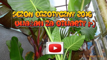 130.  Sezon egzotyczny 2016 uważam za rozpoczęty