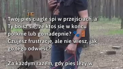 Jak oduczyć psa leżenia w przejściu?  #Pies #TresuraPsa #ZachowaniePsa