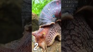 3 Ciekawostki o ślimakach