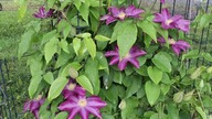 Clematis PINK CHAMPAGNE #clematisy
