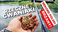 318 RZECZNE CWANIAKI NA ROBAKI | REKORD POLSKI BRZANY!