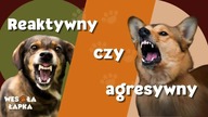 Reaktywny czy agresywny?