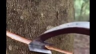 Harvesting from rubber tree