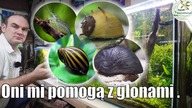  Pogromcy glonów!  Ekipa czyszcząca do akwarium.  #akwarium #akwarystyka #glony