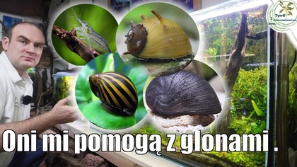  Pogromcy glonów!  Ekipa czyszcząca do akwarium.  #akwarium #akwarystyka #glony