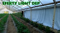 #15 W Drodze Do Legalizacji - Light Dep i najlepsze kwiaty konopi