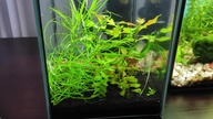 Akwarium 12l poligon testowy dla Platinum Soil