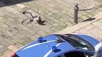 Zamieszki i interwencja Policji