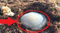 Jeśli zobaczysz jedną z tych rzeczy na plaży, trzymaj swojego psa tak daleko, jak to możliwe...