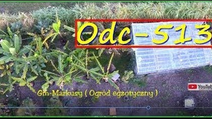 Odc-513-Wrócił dron z serwisu. Egzotyki dalej w ogrodzie,podlewanie. pałczychy.  Dzięki za łapki.