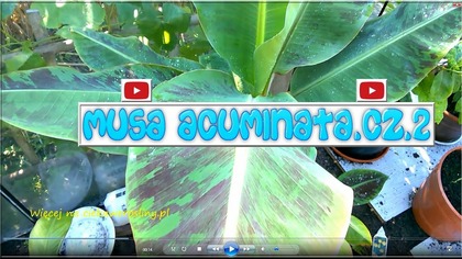 91 Bananowiec musa acuminata.  Cz. 2