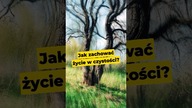 Jak zachować życie w czystości? ##Biblia #młodzi #czystość
