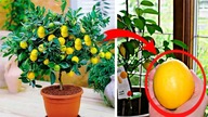 Wyhoduj Swoje Własne Organiczne Cytrynowe Drzewko!