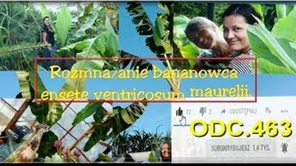 Odc. 463-Rozmnażanie bananowca ensete ventricosum maurelii,sadzonki,dalsze sadzenie bananów