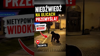 Niedźwiedź spacerował ulicami Przemyśla!?  #shorts #niedźwiedź #Przemyśl #Polska #ciekawostki