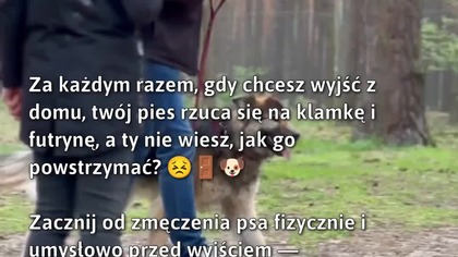 Psy i klamki: Jak opanować frustrację psa przy drzwiach.  #Pies #TreningPsa