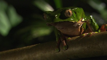 Swiat płaz&oacute;w - dokument lektor pl