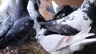Wypierzone na pszenicy i kukurydzianej śrucie   #pigeon #fus #birds #karmienie #golebie #pocztowe