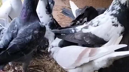 Wypierzone na pszenicy i kukurydzianej śrucie   #pigeon #fus #birds #karmienie #golebie #pocztowe