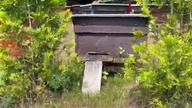 Walking through a massive swarm of bees  (No protective gear!)