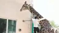 Niecodzienna sytuacja w zoo