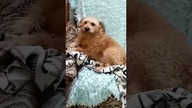 Teraz są grzeczne, ale nie zawsze tak było  #shorts #pies #psy #funny #funnydogs #dog