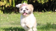 Cute Puppy - Puppyhood -PhotoOfTheDay