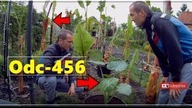 Odc-456-Nawilżacz-Cz. 2-,Colocasia gigantea, E. v. Maurelii (rozmnażanie)Wirtualny brat.