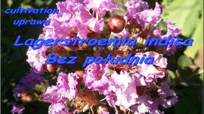37 Kwitnący bez południa w Polsce 08 09 2014 -- Lagerstroemia indica flower
