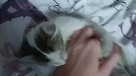 cipi cipi ciapa #cat #catlover #kitty