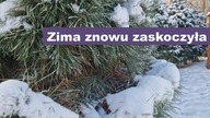 Zima znowu zaskoczyła - Spacer z Maszą po lesie.