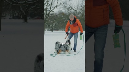 Jak powinna wyglądać prawidłowo zbilansowana dieta psa? Behawiorysta zabrał głos!
