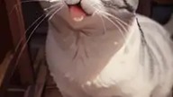 AI and cats, two things that stand out best in the short #shortsyoutube #shortvideo #shortvideos