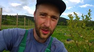 Uprawa borówki KazPliszka - wady i zalety.