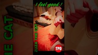 I Feel Good (James Brown) - Zuza The Cat & Tomasz Paweł Orłowski | #fingerstyle #shorts