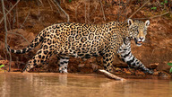 Jaguar: bliżej niż można by sądzić (2014) Napisy PL