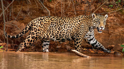 Jaguar: bliżej niż można by sądzić (2014) Napisy PL