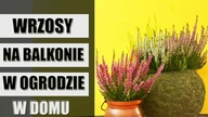 wrzos w ogrodzie na balkonie i w domu
