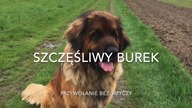Szczęśliwy Burek