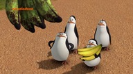 Pingwiny z Madagaskaru - SE03E76 Bananowa Afryka - Test Na Szefa