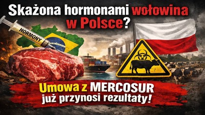 Skażona hormonami wołowina w Polsce? Umowa z Mercosur już przynosi rezultaty!