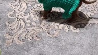 Chihuahua i zielony sweterek