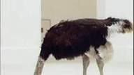 Art Safari - Maurizio Cattelan (2005) ENG