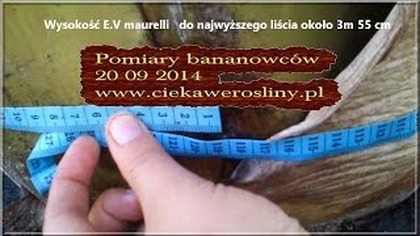 38 Pomiary bananowców w PL 20 09 2014 R