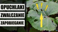 DZIURY w liściach! Opuchlaki jak zwalczyć i zapobiegać ?