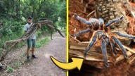 DARMOWE tuby korkowe, i BESTIA Z AFRYKI  Harpactira pulchripes