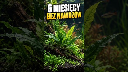 6 miesięcy bez nawozów w akwarium! Zobacz efekt 