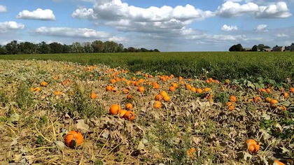 Dynie na polu już na Halloween - Gracjan Roztocki