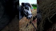 NAJMNIEJSZY KOŃ ŚWIATA