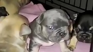 Secik w miocie #puppy.